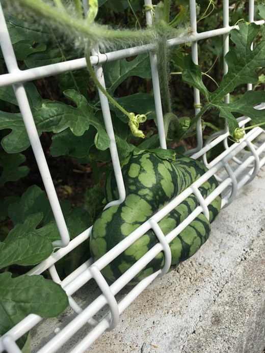 Cây quả trong vườn ‘rủ nhau bỏ trốn’, gia chủ cười ra nước mắt - 1