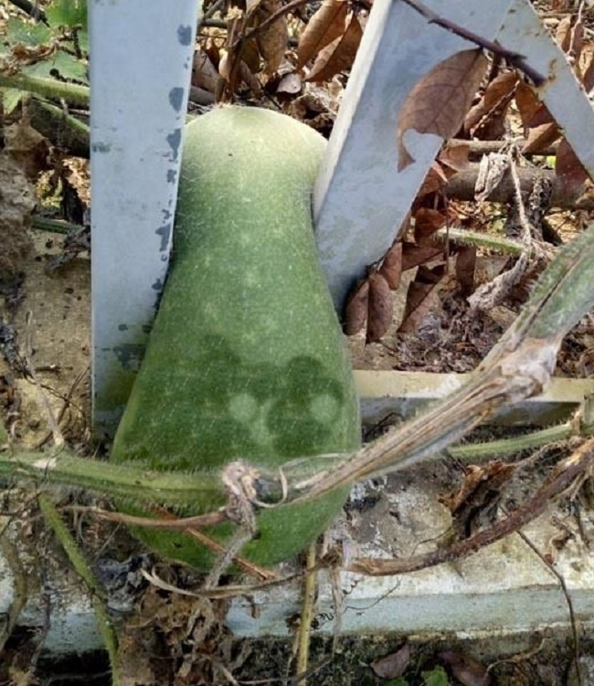 Cây quả trong vườn ‘rủ nhau bỏ trốn’, gia chủ cười ra nước mắt - 6