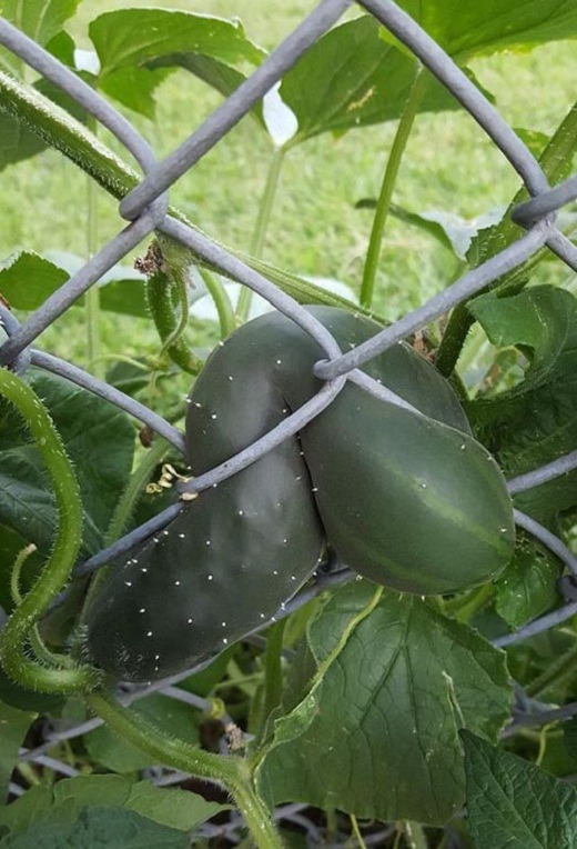 Cây quả trong vườn ‘rủ nhau bỏ trốn’, gia chủ cười ra nước mắt - 7