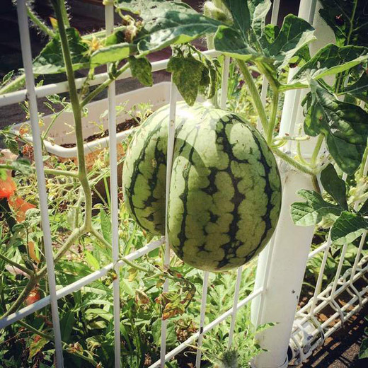 Cây quả trong vườn ‘rủ nhau bỏ trốn’, gia chủ cười ra nước mắt - 2