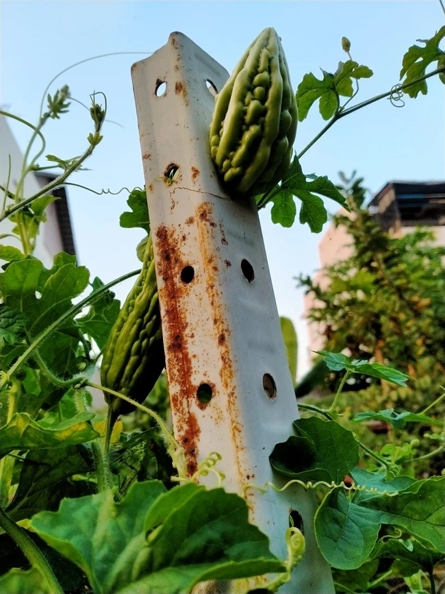 Cây quả trong vườn ‘rủ nhau bỏ trốn’, gia chủ cười ra nước mắt - 4