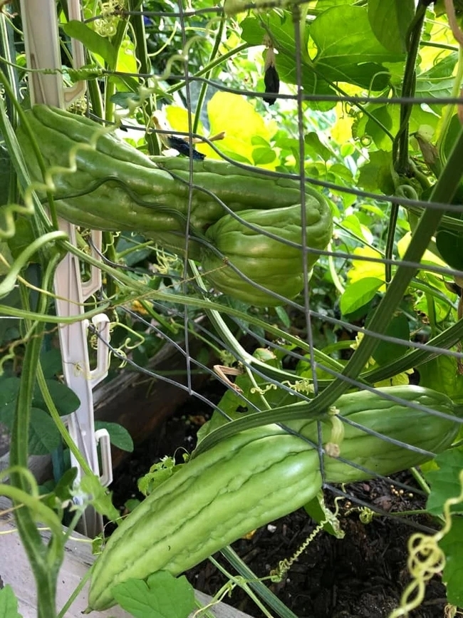 Cây quả trong vườn ‘rủ nhau bỏ trốn’, gia chủ cười ra nước mắt - 3