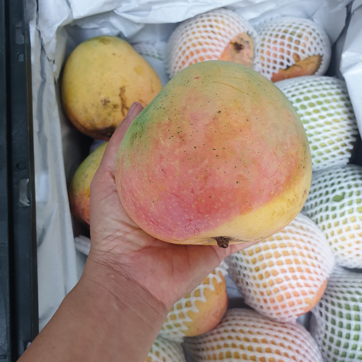 Xoài đỏ khổng lồ rớt giá thê thảm, 10.000 đồng/kg vẫn ế - 2