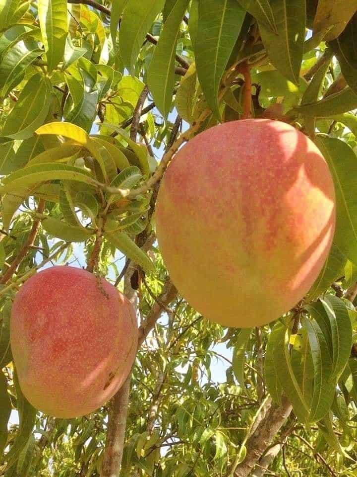 Xoài đỏ khổng lồ rớt giá thê thảm, 10.000 đồng/kg vẫn ế - 1