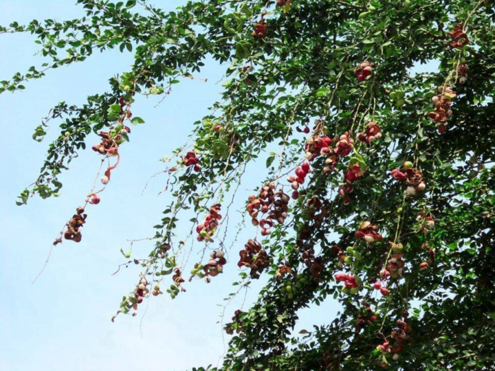 Mấy ai còn nhớ loại quả dại 'ngòn ngọt bùi bùi' mà lũ trẻ hay tranh nhau ăn? - 2