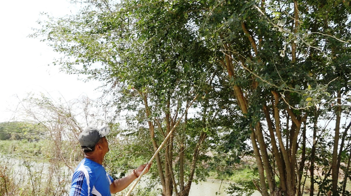 Mấy ai còn nhớ loại quả dại 'ngòn ngọt bùi bùi' mà lũ trẻ hay tranh nhau ăn? - 4