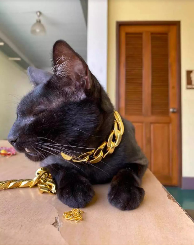 Bị truy tìm vì ăn cắp vòng của mèo, kẻ trộm trả lại đồ kèm theo tiền lãi - 3