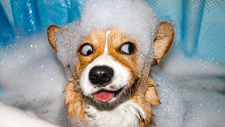 1001 biểu cảm đáng yêu quá mức của thú cưng khiến ‘sen’ giật mình - 2