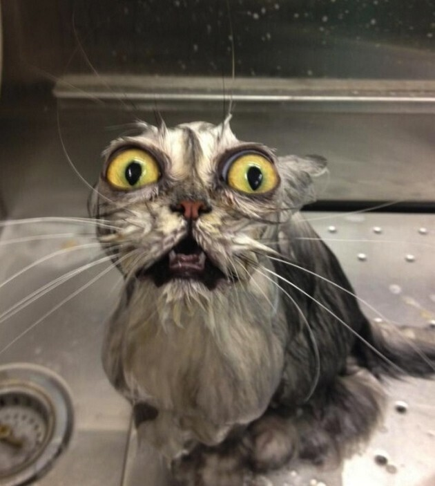 1001 biểu cảm đáng yêu quá mức của thú cưng khiến ‘sen’ giật mình - 6