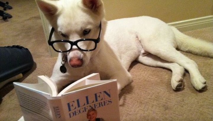 1001 biểu cảm đáng yêu quá mức của thú cưng khiến ‘sen’ giật mình - 7