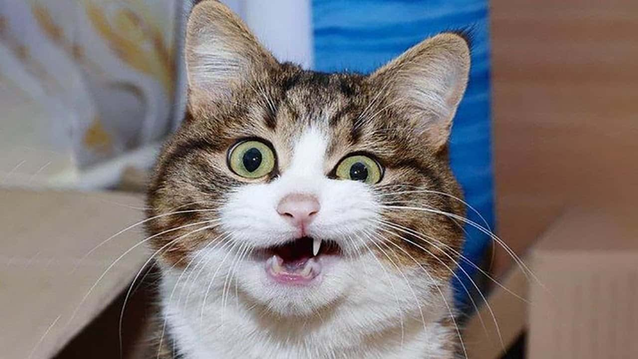 1001 biểu cảm đáng yêu quá mức của thú cưng khiến ‘sen’ giật mình - 3