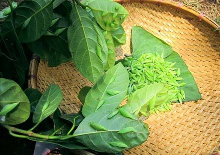 Mặc kệ nỗi sợ, người Tây Nguyên vẫn háo hức với thứ đặc sản không ai dám thử này - 3