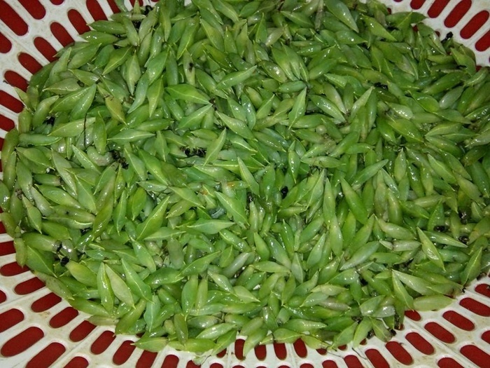 Mặc kệ nỗi sợ, người Tây Nguyên vẫn háo hức với thứ đặc sản không ai dám thử này - 1