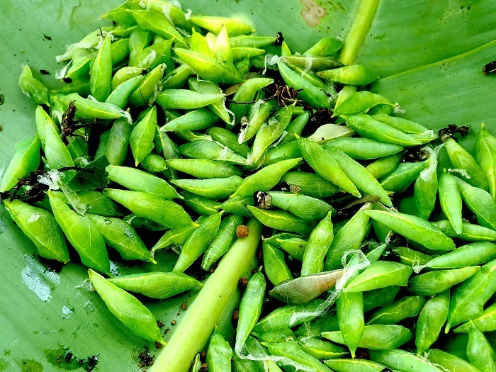 Mặc kệ nỗi sợ, người Tây Nguyên vẫn háo hức với thứ đặc sản không ai dám thử này - 2