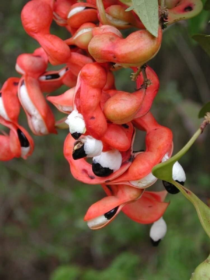 Mấy ai còn nhớ loại quả dại 'ngòn ngọt bùi bùi' mà lũ trẻ hay tranh nhau ăn? - 5