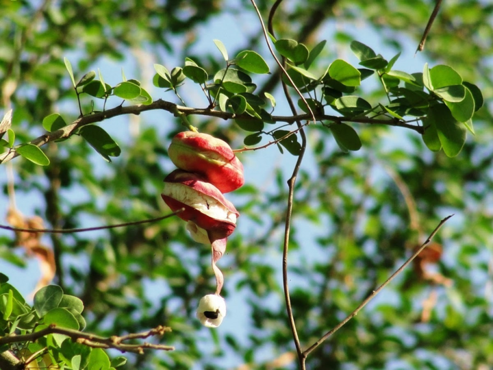 Mấy ai còn nhớ loại quả dại 'ngòn ngọt bùi bùi' mà lũ trẻ hay tranh nhau ăn? - 1