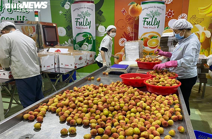 Tối nay, xuất khẩu lô vải thiều Bắc Giang đầu tiên sang Nhật - 1