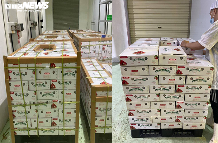 Tối nay, xuất khẩu lô vải thiều Bắc Giang đầu tiên sang Nhật - 2