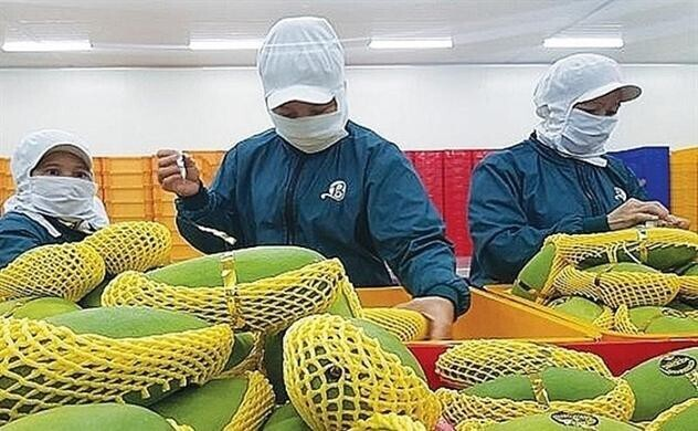 Bộ Công Thương đề nghị 'bật luồng xanh’ với nông sản xuất khẩu - 1