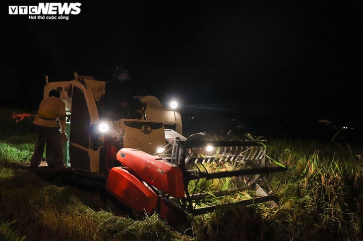 Ảnh: Tránh nắng ‘như thiêu như đốt’, nông dân Quảng Bình gặt lúa xuyên đêm - 2