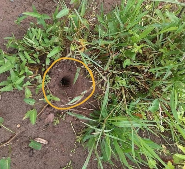 Công an điều tra hàng trăm ngôi mộ bị dùi thủng lỗ ở Thái Bình - 1