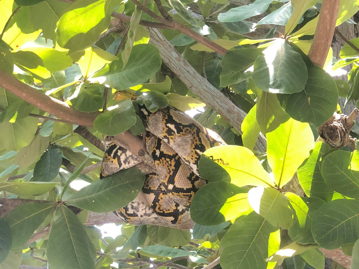 Phát hiện trăn gấm nặng 28kg, dài 4m trong khuôn viên trường học - 1