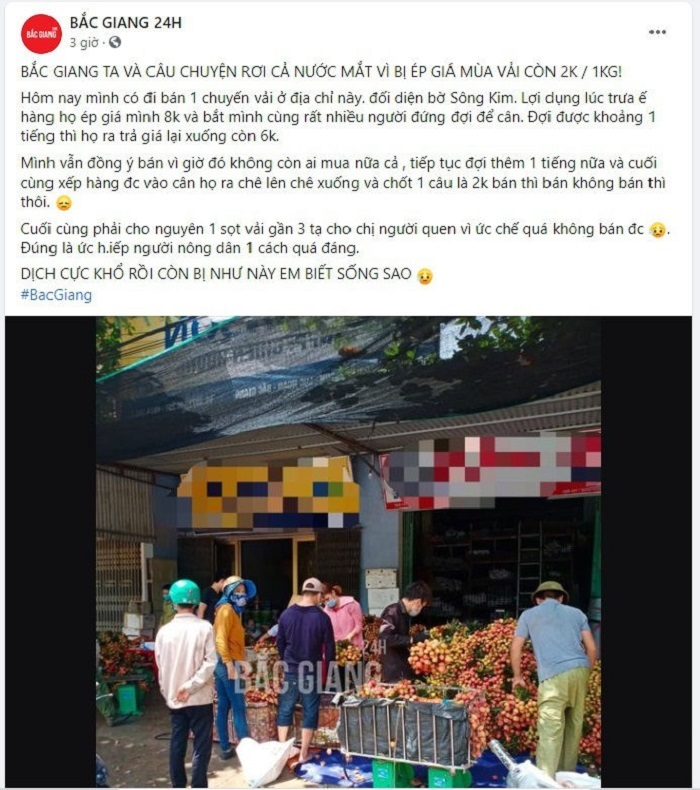 'Không có chuyện vải Bắc Giang bị ép giá 2.000 đồng/kg' - 1