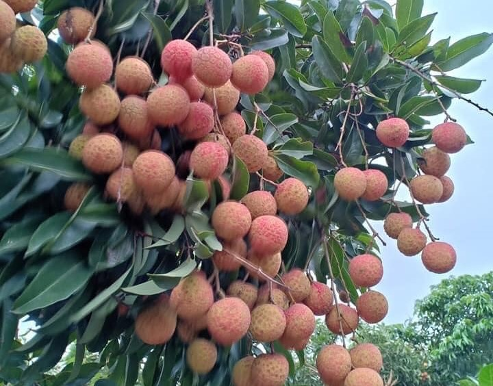 Vải thiều hút khách trên sàn thương mại điện tử - 2