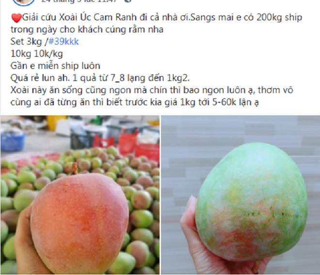 Xoài Úc khổng lồ rớt giá, dân mạng hô hào 'giải cứu' - 1