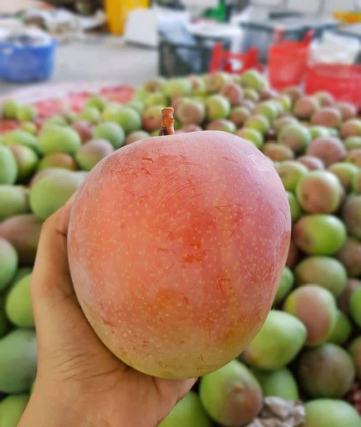 Xoài Úc khổng lồ rớt giá, dân mạng hô hào 'giải cứu' - 3