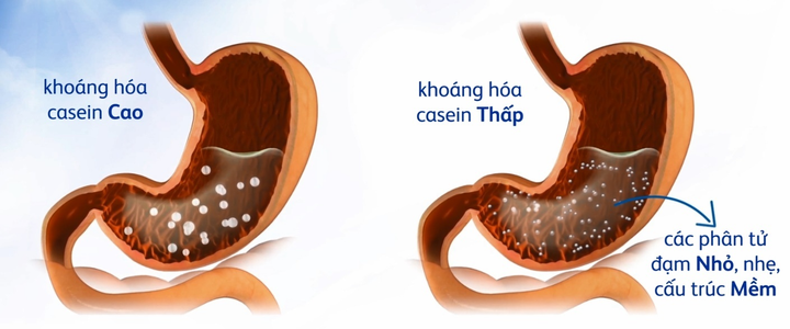 Đạm Casein khoang hóa thấp trong sữa giúp trẻ dễ dàng hấp thu và tiêu hóa - 2