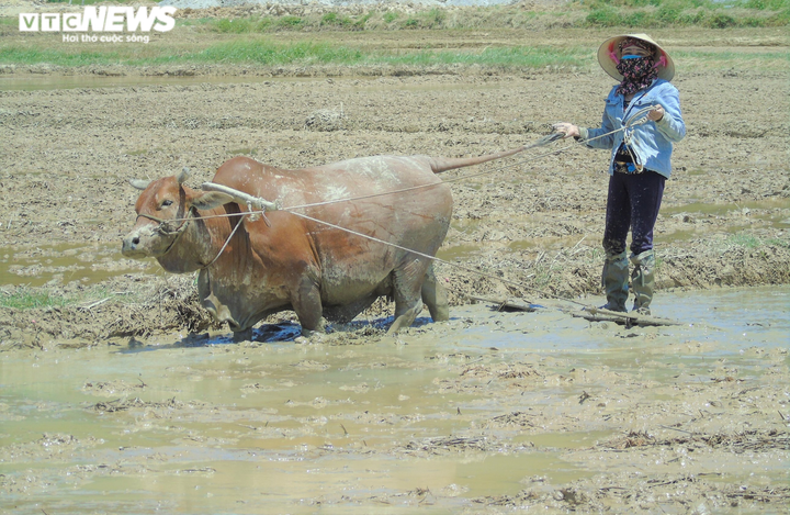 Nắng thiêu đốt 41 độ C, người dân vẫn hối hả ra đồng làm việc - 1