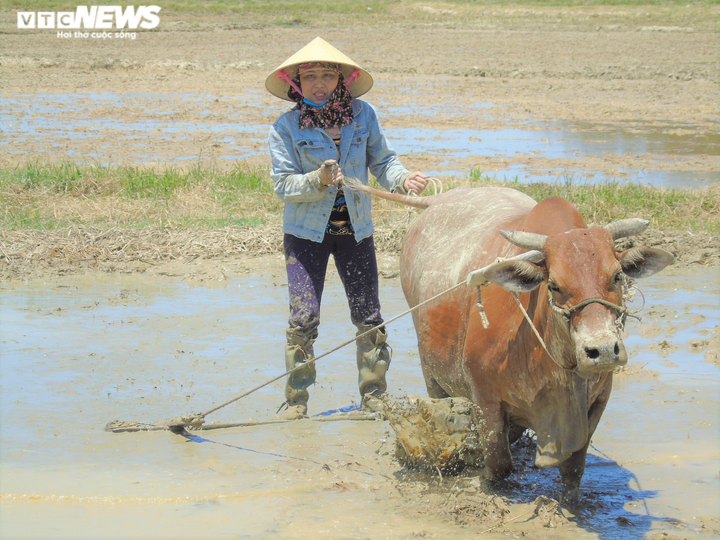 Nắng thiêu đốt 41 độ C, người dân vẫn hối hả ra đồng làm việc - 6