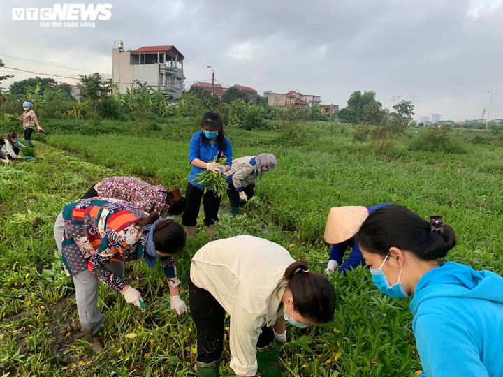 Ảnh: Nông dân Bắc Ninh hái 3.000 mớ rau tặng khu vực bị cách ly - 2