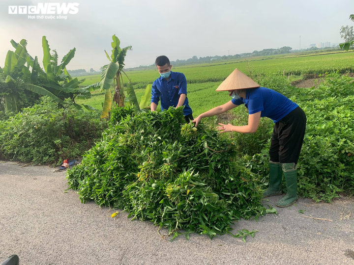 Ảnh: Nông dân Bắc Ninh hái 3.000 mớ rau tặng khu vực bị cách ly - 5