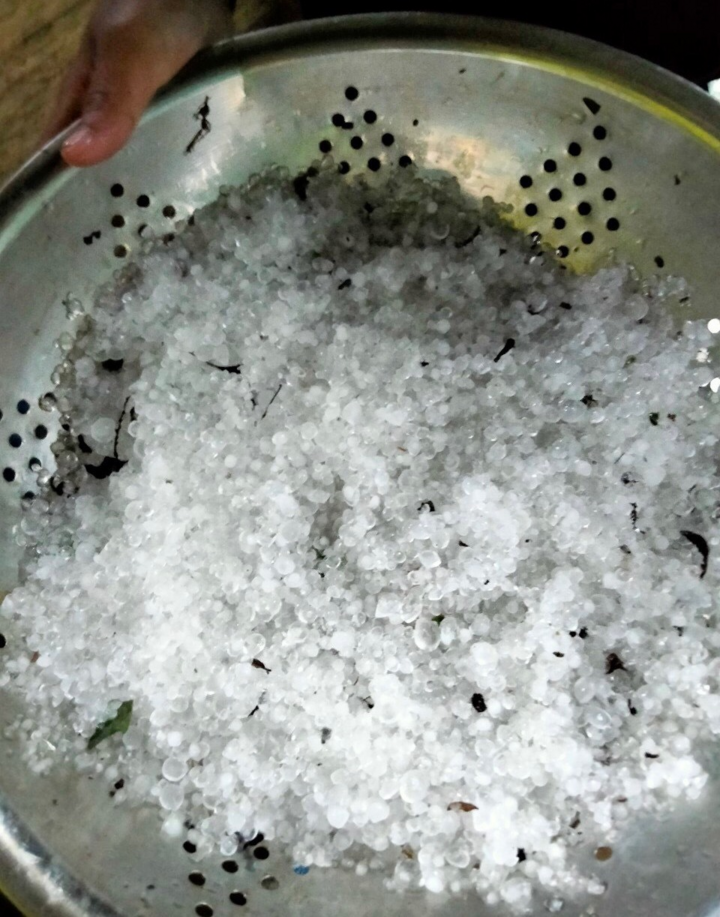 Mưa đá phá sâm Ngọc Linh ở Quảng Nam - 5