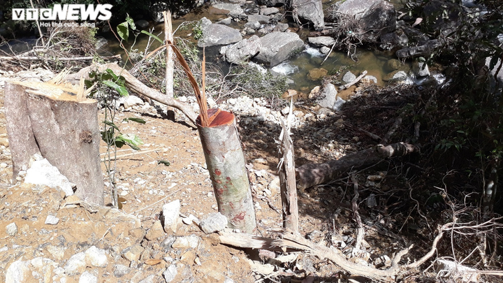 Cận cảnh gần 5.000m2 rừng phòng hộ bị 'xẻ thịt', mở đường thi công thủy điện - 7