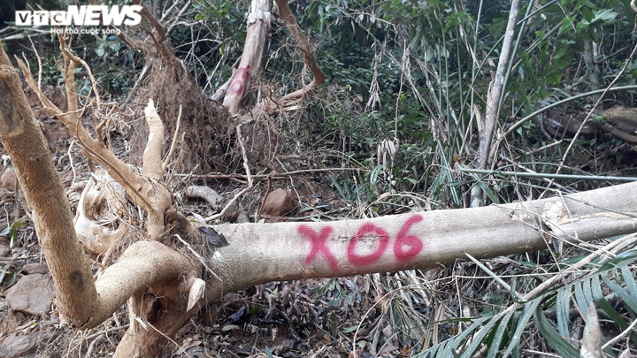 Cận cảnh gần 5.000m2 rừng phòng hộ bị 'xẻ thịt', mở đường thi công thủy điện - 4