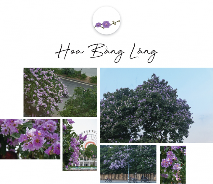 Ngắm Hà Nội hè sang rực rỡ sắc hoa - 3