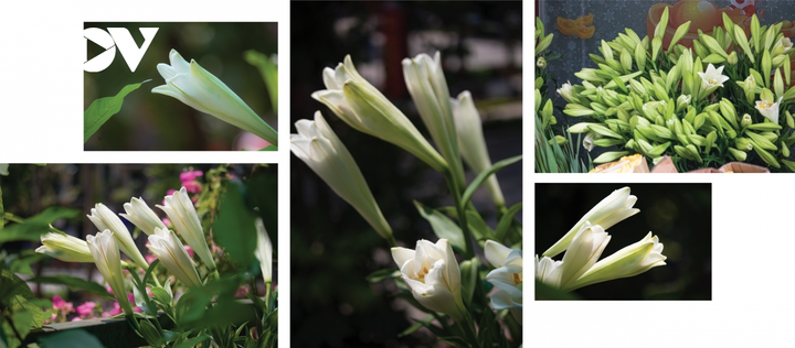 Ngắm Hà Nội hè sang rực rỡ sắc hoa - 2