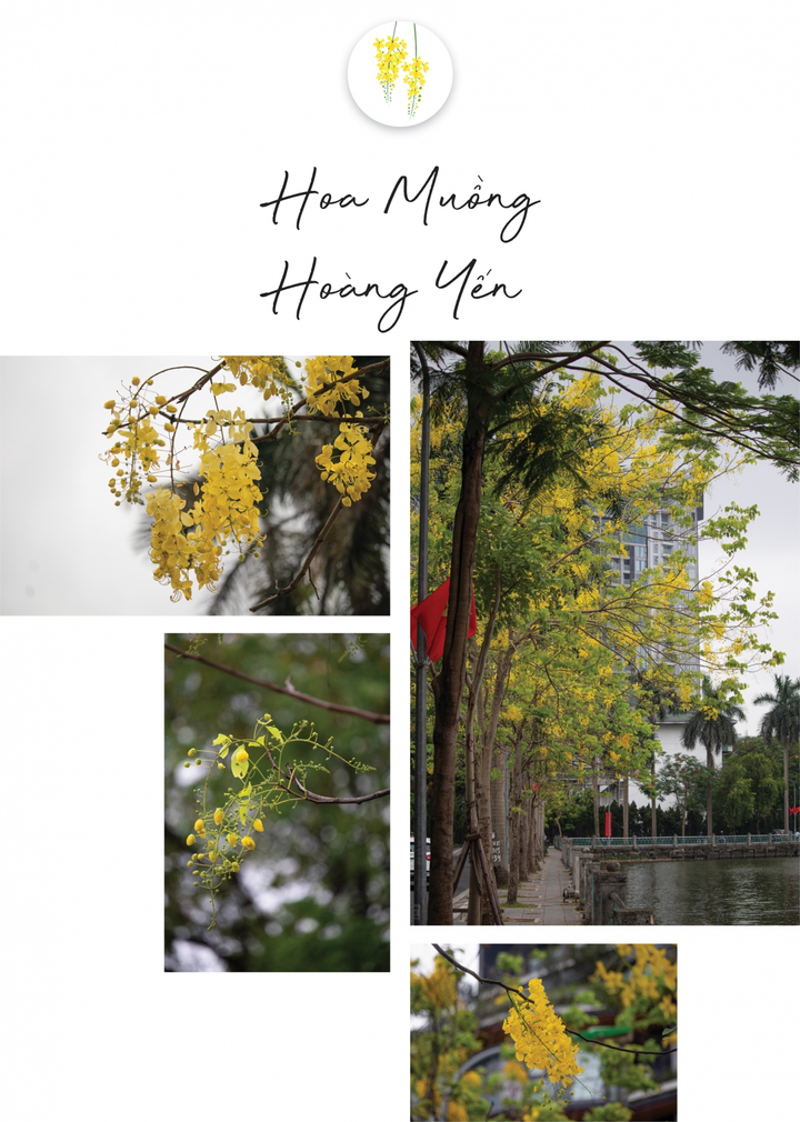 Ngắm Hà Nội hè sang rực rỡ sắc hoa - 6