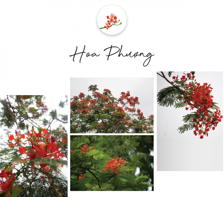 Ngắm Hà Nội hè sang rực rỡ sắc hoa - 7