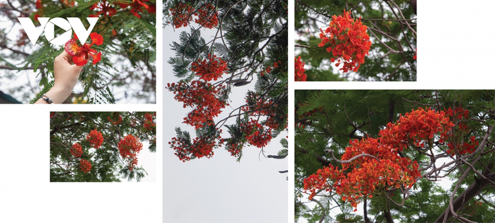 Ngắm Hà Nội hè sang rực rỡ sắc hoa - 8