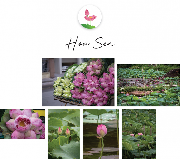 Ngắm Hà Nội hè sang rực rỡ sắc hoa - 4