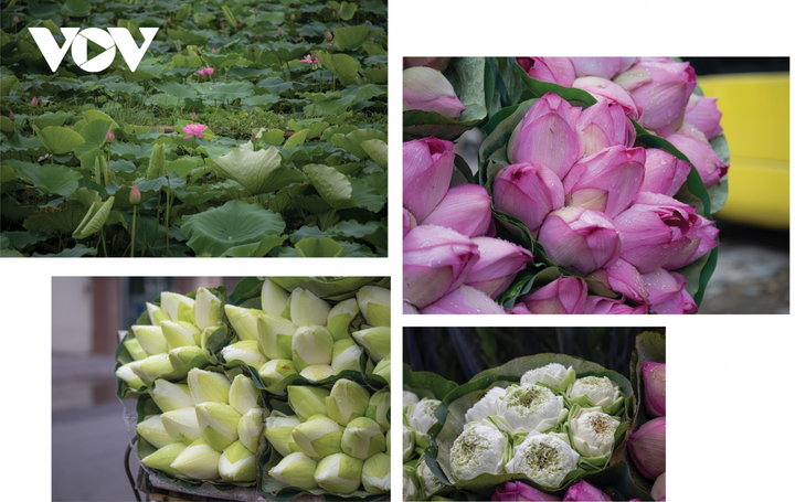 Ngắm Hà Nội hè sang rực rỡ sắc hoa - 5