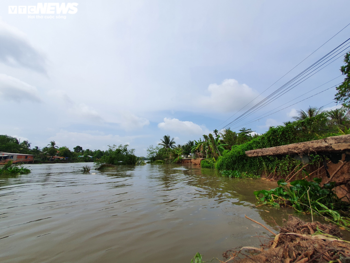 Lại sạt lở đoạn sông Rạch Gầm - Xoài Mút: Do cây Bần chết, không giữ được đất? - 1