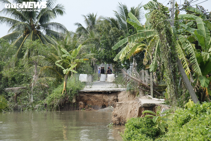 Lại sạt lở đoạn sông Rạch Gầm - Xoài Mút: Do cây Bần chết, không giữ được đất? - 3