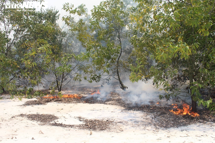 Ảnh: Rừng phòng hộ ven biển cháy dữ dội, cả trăm người căng mình dập lửa - 7