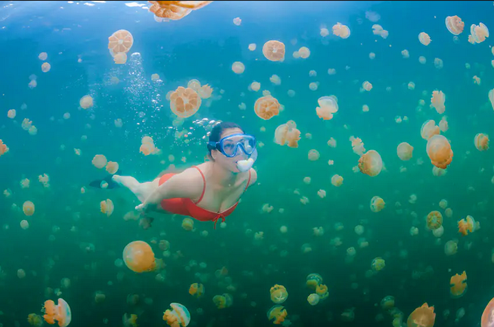 Trải nghiệm cực độc dành cho dân mạo hiểm: Bơi giữa hồ Sứa tồn tại từ kỷ băng hà - 6