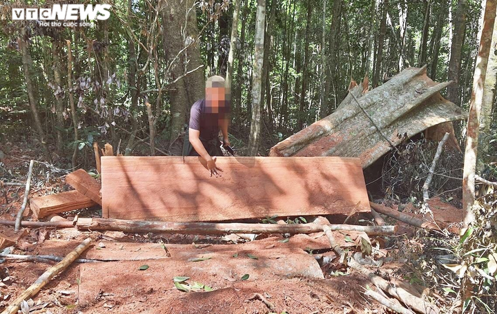 Cận cảnh rừng Mang Yang bị 'xẻ thịt' tan hoang tại Gia Lai - 2